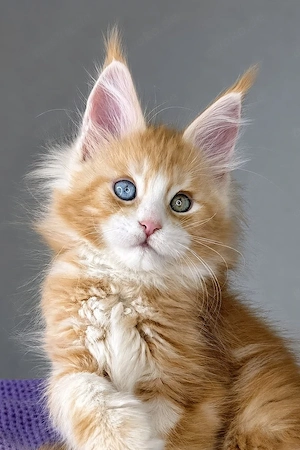 Ein süßes, 3 Monate altes Maine-Coon-Kätzchen sucht ein liebevolles Zuhause für immer.   