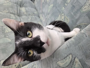 Verkuschelter Kater Kastriert
