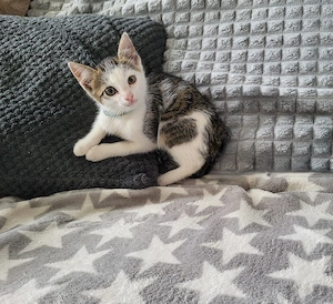 Kitten, Katzenbaby, Kater, 13 Wo. so lieb und schmusig