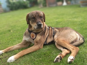 Charlie - großer Herzensbrecher
