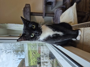 2 Katzen abzugeben weiblich