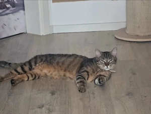 mila sucht ein zu Hause 