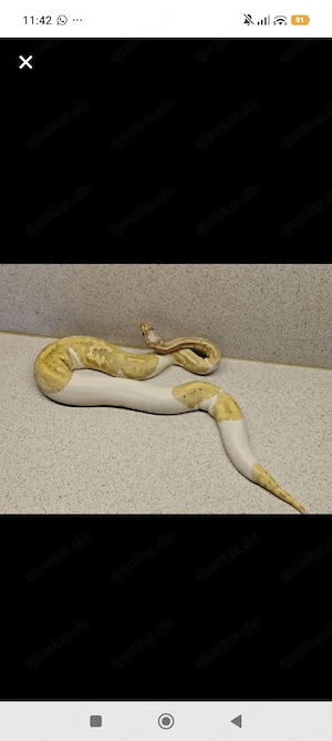 0.1 black Pastel Banane pied 