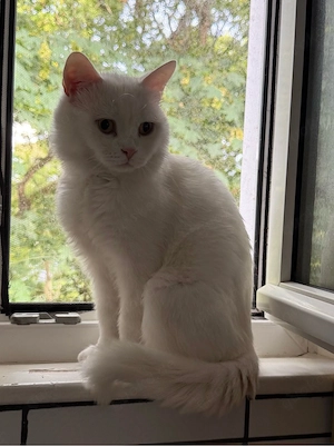     Britisch Kurzhaar Katze 