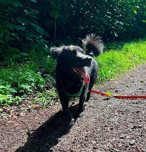Nero, Junghund sucht neue Familie