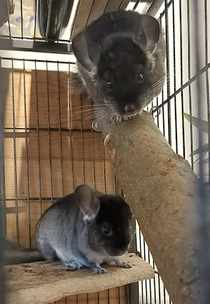 Zwei junge Chinchillas 