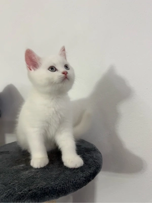 wünderschöne bkh persisch kitten 