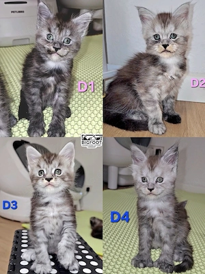 XXL Reinrassige Maine-Coon Kitten Katerchen Mädchen mit Stammbaum