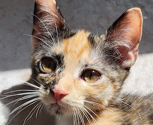 Bombay - EK Calico Tortie Tuxedo