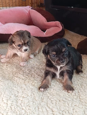 Chihuahua Mädchen