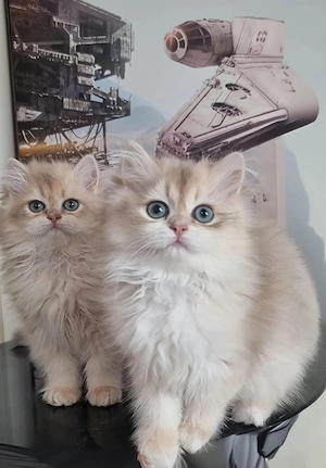 BLH Kitten blue golden mit Stammbaum 