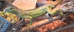Grüner Leguan ca 1 Jahr jung