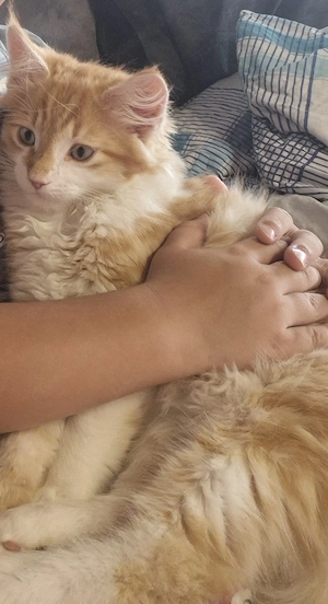 Maine coon kater 12 wochen alt