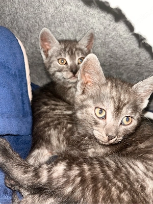 5 süße Katzenbabys suchen ein liebevolles Zuhause     