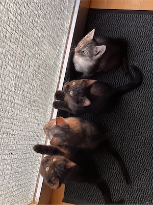 5 süße Katzenbabys suchen ein liebevolles Zuhause     
