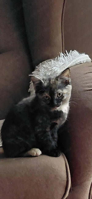 Katzenbaby 