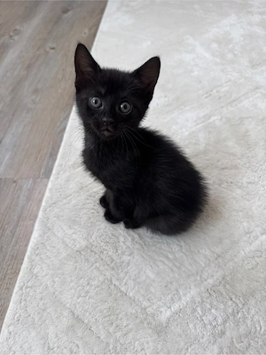 Katze Katzenbaby