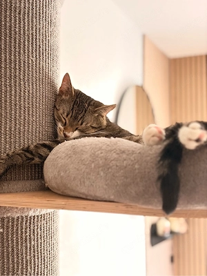 2 kater abzugeben 