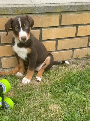 Appenenzeller Sennenhund Welpen Stammbaum geimpft Familienaufzucht Gesundheitszeugnis havannabraun