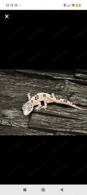0.1 ms Eclipse Lavender White skull Line 