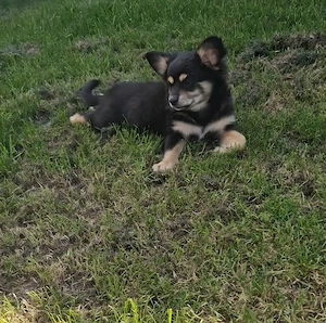 pomchi  rüde