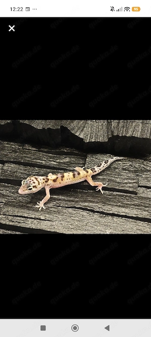 0.1 ms Eclipse Lavender White skull Line 