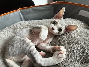 Devon Rex Kätzin Blau-Tabby   zauberhafte Schmusekatze abzugeben
