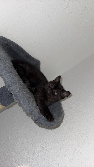 3 süße Kitten suchen ein liebevolles Zuhause
