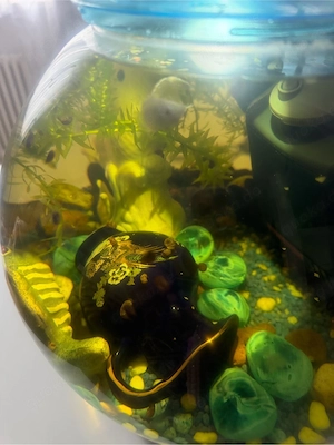 Ich verkaufe ein rundes Aquarium.