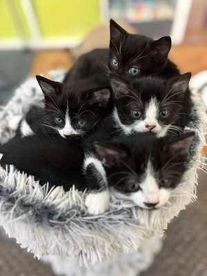 Türkisch Angora   BKH Katzenbabys 