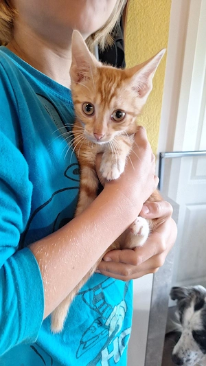 Kitten Katzen Flaschenkinder