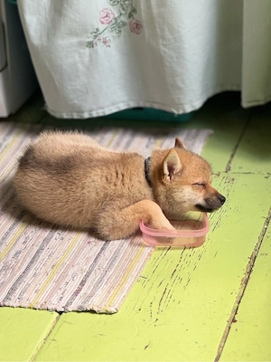 Kleines Shibapom Mädchen ( Pomskypoo x Shiba Inu ) sucht noch ein liebevolles Zuhause