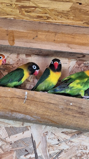 Pfirsichköpfchen Agaporniden Unzertrennliche