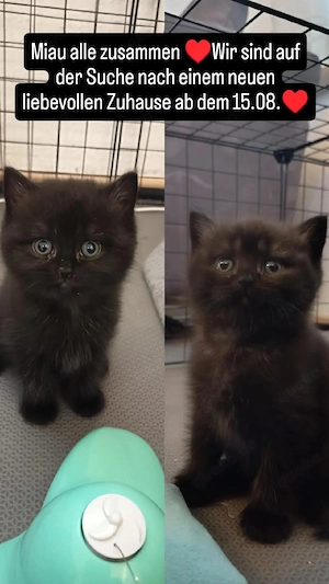 Bkh Bkl Kater suchen ein liebevolles Zuhause 