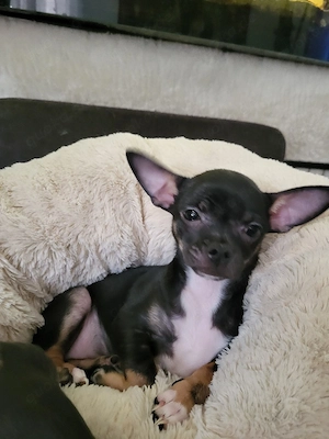 Chihuahua Mini Mädchen 