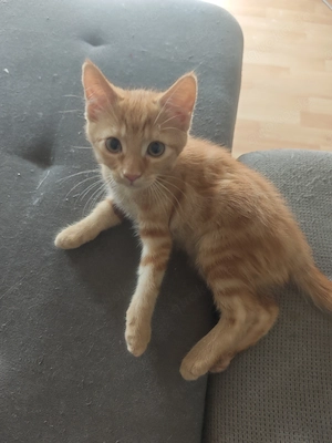 Maine Coon Mischlingskitten 