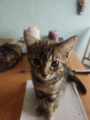 Maine Coon Mischlingskitten 