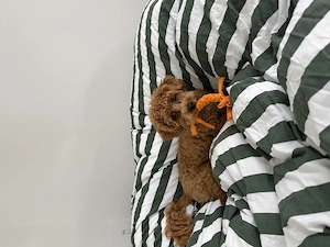 Toy Pudel Mokki sucht ein Zuhause 