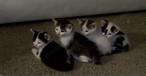 Babykatzen Siam - Mischling