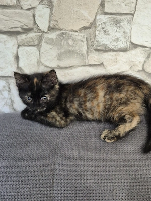 Norwegische Waldkatze Mix