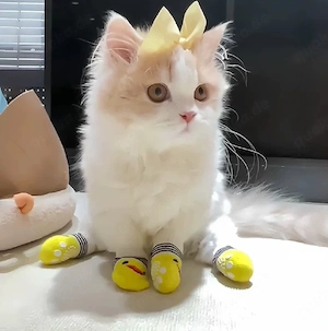 Rutschfeste Socken für Katzen und Hunde