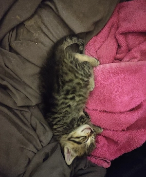 kätchen   Kitten
