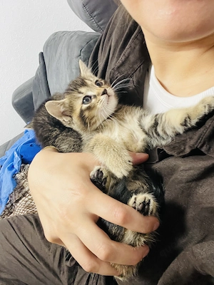 Süße Maine Coon Mix Kitten suchen ein neues Zuhause