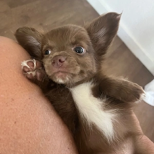 Ich habe hier ein süßes Baby, sie ist wunderschön und bereit zur Geburt.
