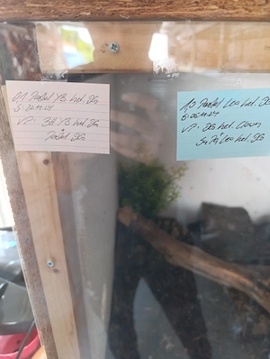 Terrarium mit Königsphythons 