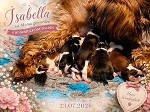 Wundervolle Shih tzu Welpen haben das Licht der Welt erblickt 