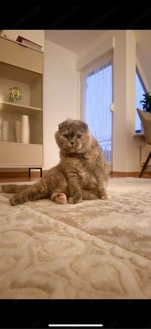 Nala sucht neues Zuhause 