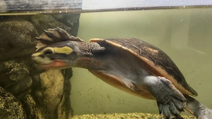 Wasserschildkröte abzugeben