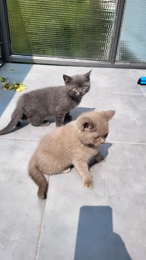 BKH katzenbaby