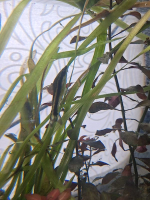 kampffisch+wels mit aquarium abzugeben